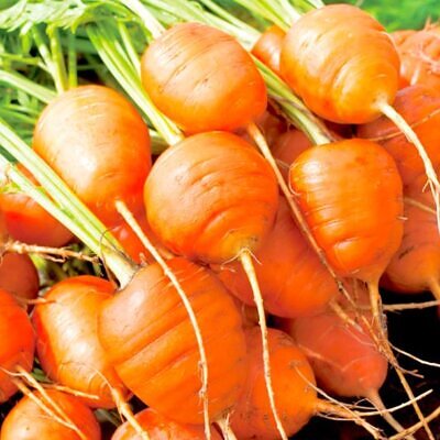 Daucus carota Ssp Sativus 'Parisienne Tonda Di Parigi' (Certificação Orgânica) - Cenoura Redonda de Paris, Cenoura do Mercado de Paris, Mini Cenoura Francesa