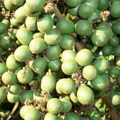 Deinbollia oblongifolia - Saboneteira de duna, Baga de sabão das dunas, Dune soapberry