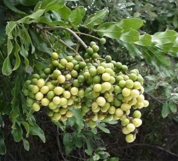 Deinbollia oblongifolia - Saboneteira de duna, Baga de sabão das dunas, Dune soapberry - Imagem 5