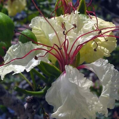 Delonix decaryi - Flamboyant Garrafa, Decary's Poinciana, Poinciana adansonioides Decaryi