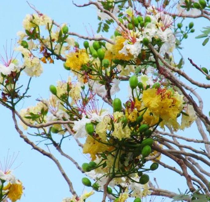 Delonix pumila - Poinciana adansonioides anã, Flamboyant Baobá, Flamboyant Garrafa - Imagem 2