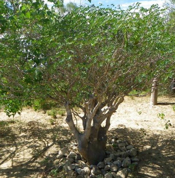 Delonix pumila - Poinciana adansonioides anã, Flamboyant Baobá, Flamboyant Garrafa - Imagem 5