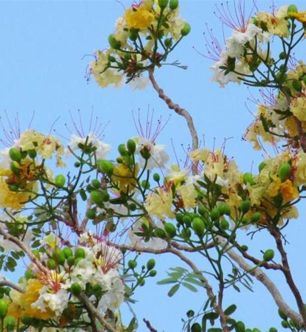 Delonix pumila - Poinciana adansonioides anã, Flamboyant Baobá, Flamboyant Garrafa - Imagem 6