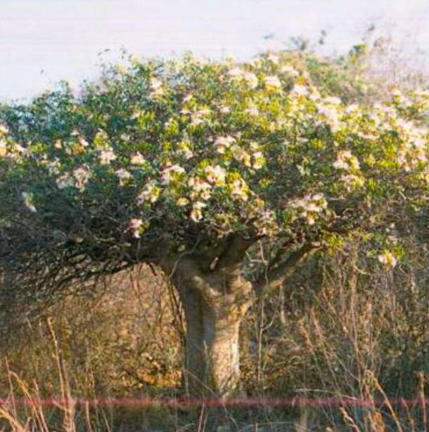 Delonix pumila - Poinciana adansonioides anã, Flamboyant Baobá, Flamboyant Garrafa - Imagem 7
