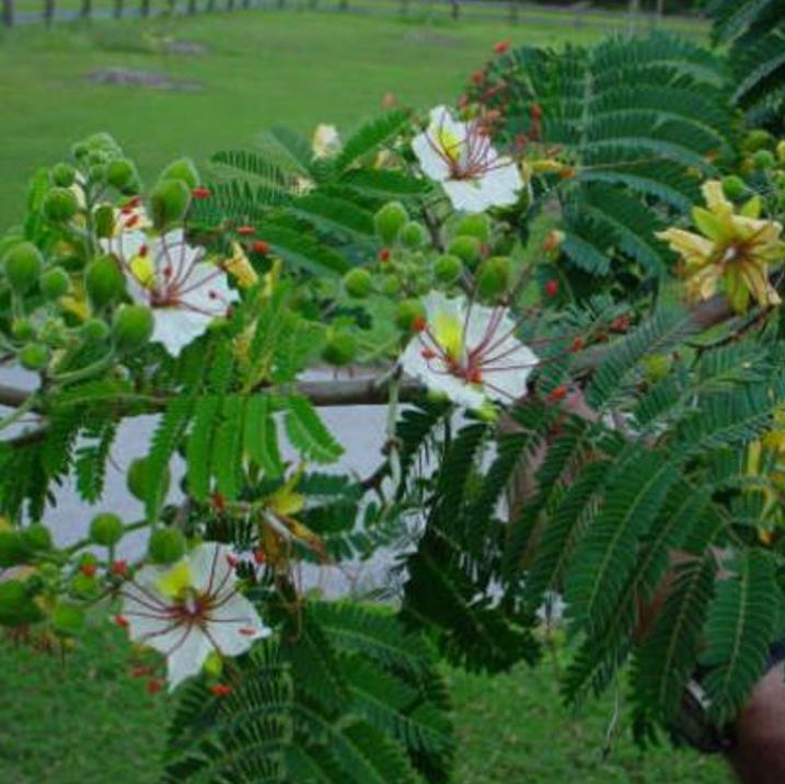 Delonix pumila - Poinciana adansonioides anã, Flamboyant Baobá, Flamboyant Garrafa - Imagem 8