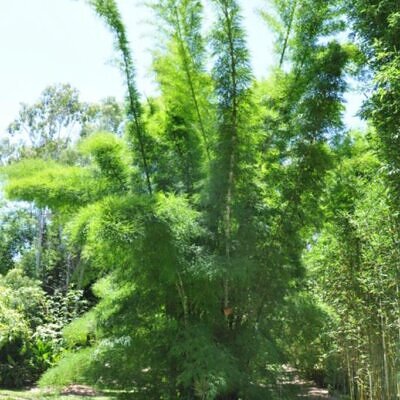Dendrocalamus membranaceus - Bambu Branco Gigante, Bambu Gigante, Bambu Branco