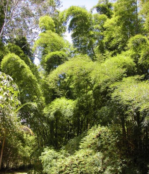 Dendrocalamus membranaceus - Bambu Branco Gigante, Bambu Gigante, Bambu Branco - Imagem 2