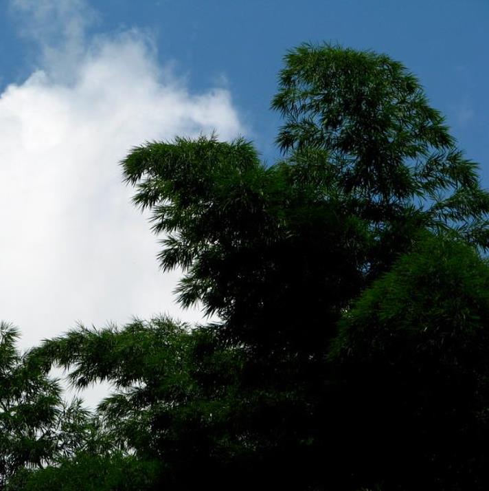 Dendrocalamus membranaceus - Bambu Branco Gigante, Bambu Gigante, Bambu Branco - Imagem 3