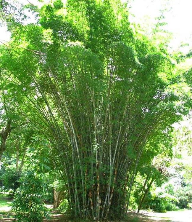 Dendrocalamus membranaceus - Bambu Branco Gigante, Bambu Gigante, Bambu Branco - Imagem 4