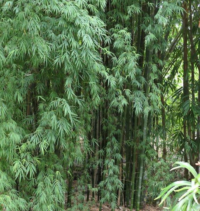 Dendrocalamus membranaceus - Bambu Branco Gigante, Bambu Gigante, Bambu Branco - Imagem 5