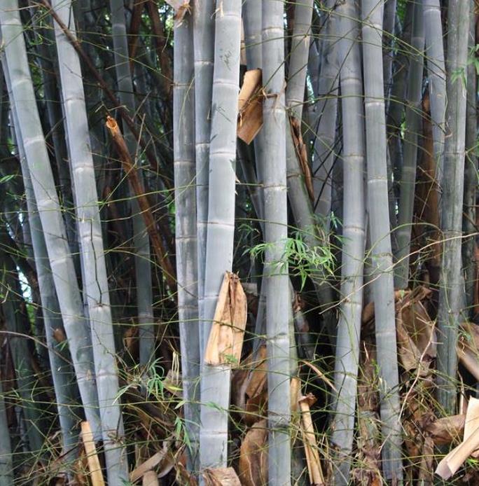 Dendrocalamus membranaceus - Bambu Branco Gigante, Bambu Gigante, Bambu Branco - Imagem 7