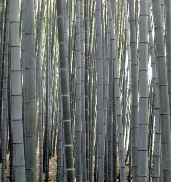 Dendrocalamus membranaceus - Bambu Branco Gigante, Bambu Gigante, Bambu Branco - Imagem 8