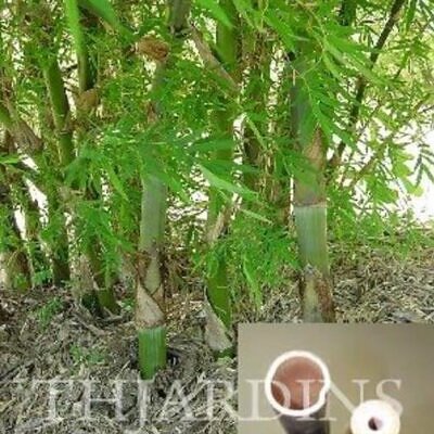 Dendrocalamus strictus - Bambu Ferro - Bambu Gigante Ferro, Bambu Sólido
