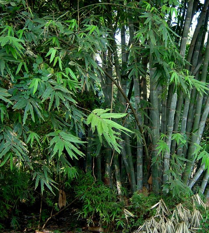 Dendrocalamus strictus - Bambu Ferro - Bambu Gigante Ferro, Bambu Sólido - Imagem 2