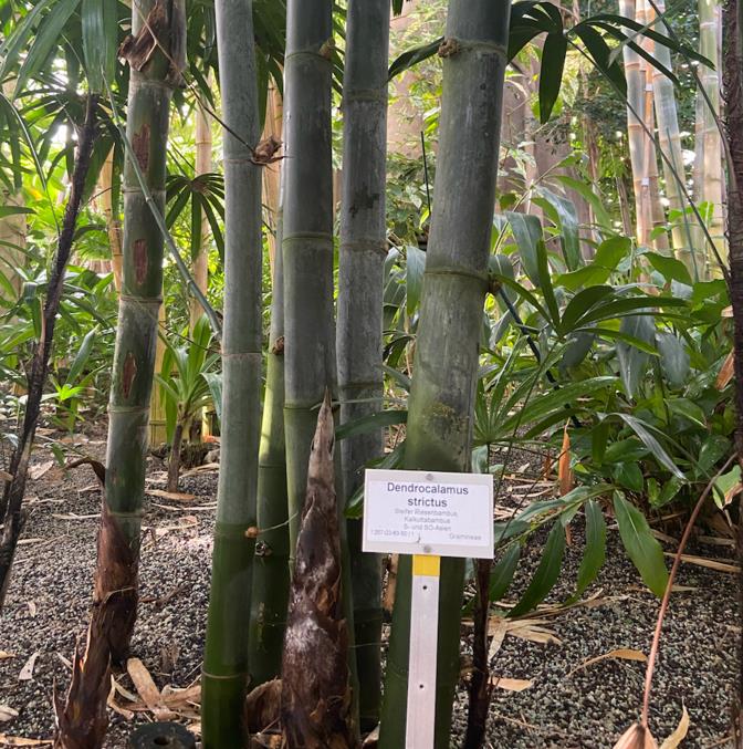 Dendrocalamus strictus - Bambu Ferro - Bambu Gigante Ferro, Bambu Sólido - Imagem 3