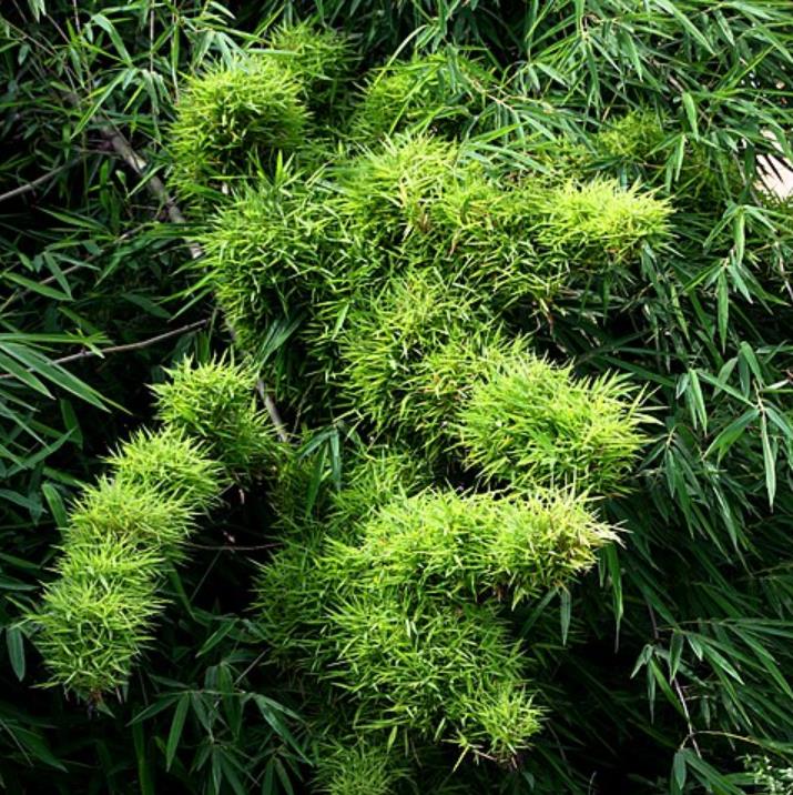 Dendrocalamus strictus - Bambu Ferro - Bambu Gigante Ferro, Bambu Sólido - Imagem 4