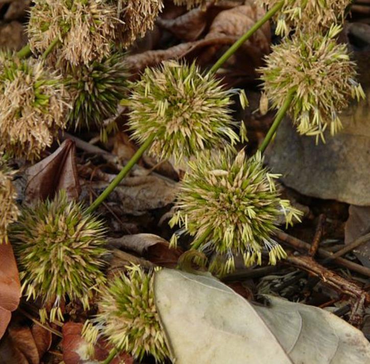 Dendrocalamus strictus - Bambu Ferro - Bambu Gigante Ferro, Bambu Sólido - Imagem 5