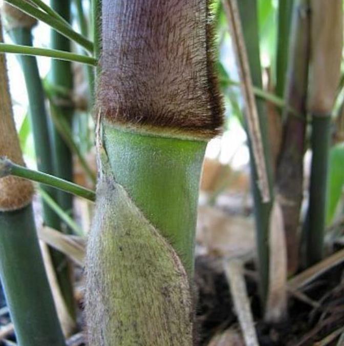 Dendrocalamus strictus - Bambu Ferro - Bambu Gigante Ferro, Bambu Sólido - Imagem 8