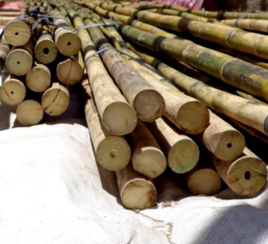 Dendrocalamus strictus - Bambu Ferro - Bambu Gigante Ferro, Bambu Sólido - Imagem 9