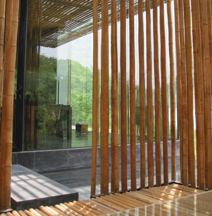 Dendrocalamus strictus - Bambu Ferro - Bambu Gigante Ferro, Bambu Sólido - Imagem 13