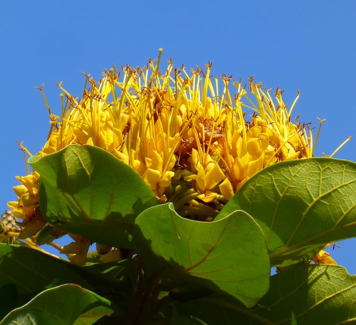 Deplanchea Tetraphylla - Árvore Buquê Dourado, Árvore Buquê de Ouro, Burmese Pagoda Tree - Imagem 2