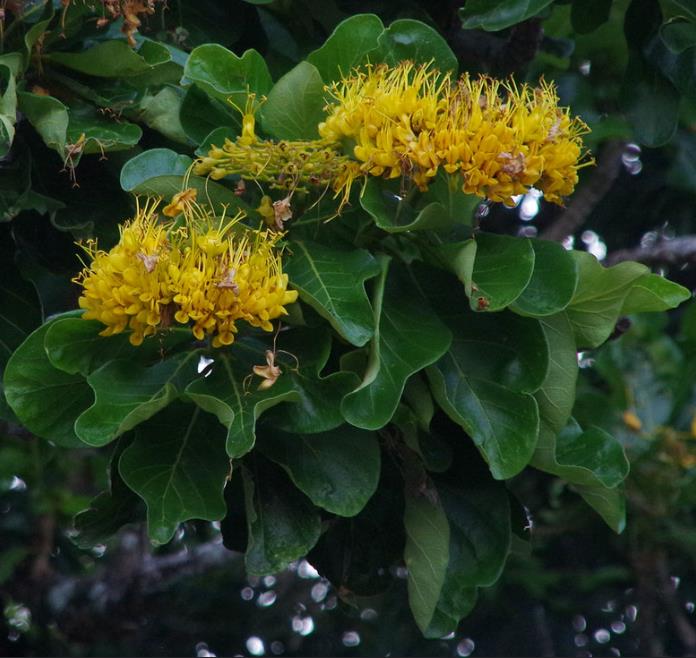 Deplanchea Tetraphylla - Árvore Buquê Dourado, Árvore Buquê de Ouro, Burmese Pagoda Tree - Imagem 5