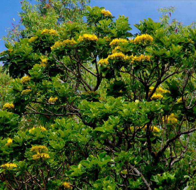 Deplanchea Tetraphylla - Árvore Buquê Dourado, Árvore Buquê de Ouro, Burmese Pagoda Tree - Imagem 6