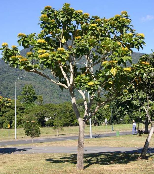 Deplanchea Tetraphylla - Árvore Buquê Dourado, Árvore Buquê de Ouro, Burmese Pagoda Tree - Imagem 7