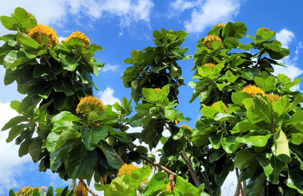 Deplanchea Tetraphylla - Árvore Buquê Dourado, Árvore Buquê de Ouro, Burmese Pagoda Tree - Imagem 8