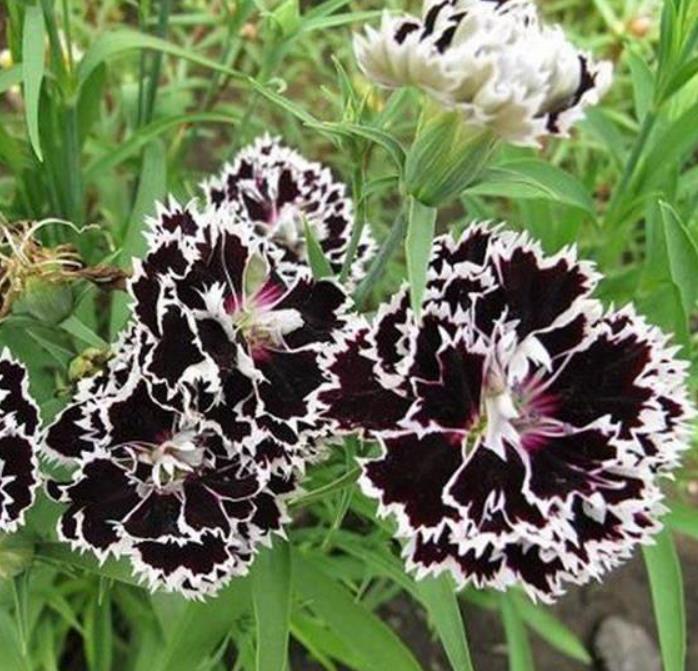 Dianthus chinensis Heddewigii Black and White Minstrels - Cravo 'Menestrel Preto E Branco', Rosa Chinesa, Rosa Indiana, Cravo da Índia - Imagem 4