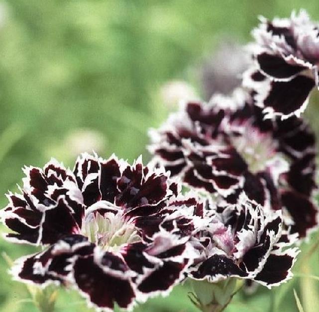 Dianthus chinensis Heddewigii Black and White Minstrels - Cravo 'Menestrel Preto E Branco', Rosa Chinesa, Rosa Indiana, Cravo da Índia - Imagem 7