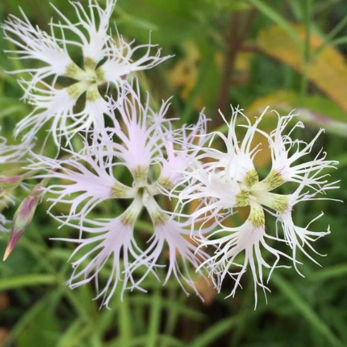 Dianthus superbus White - Flor Divina Branca, Rosa Franjada Soberba Branca, Cravo da Índia Soberbo Branco, - Imagem 2