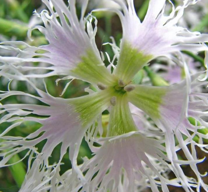 Dianthus superbus White - Flor Divina Branca, Rosa Franjada Soberba Branca, Cravo da Índia Soberbo Branco,