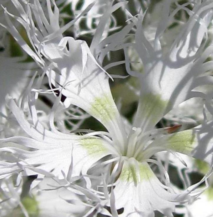 Dianthus superbus White - Flor Divina Branca, Rosa Franjada Soberba Branca, Cravo da Índia Soberbo Branco, - Imagem 5