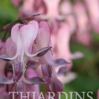 Dicentra eximia -  Coração Sangrento, Samambaia Coração Sangrento