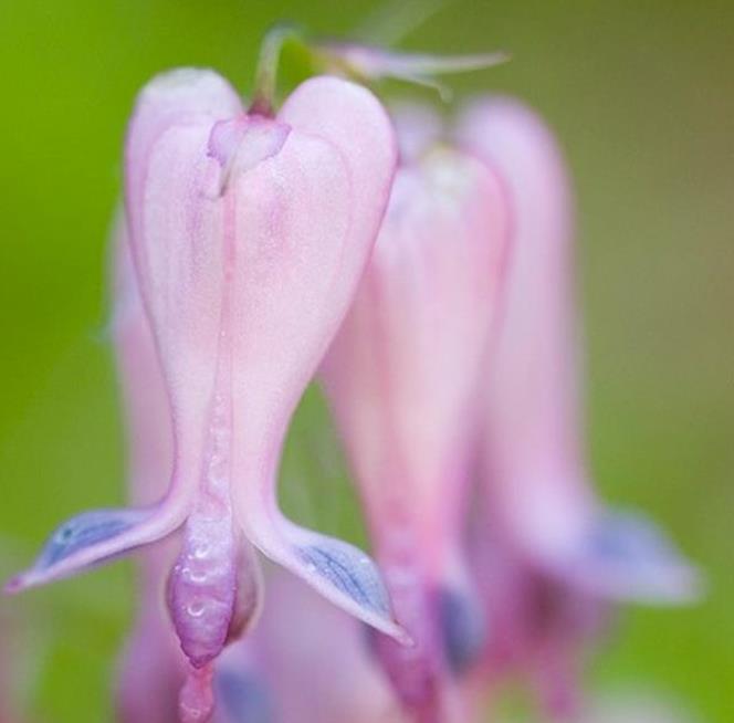Dicentra eximia - Coração Sangrento, Samambaia Coração Sangrento - Imagem 2