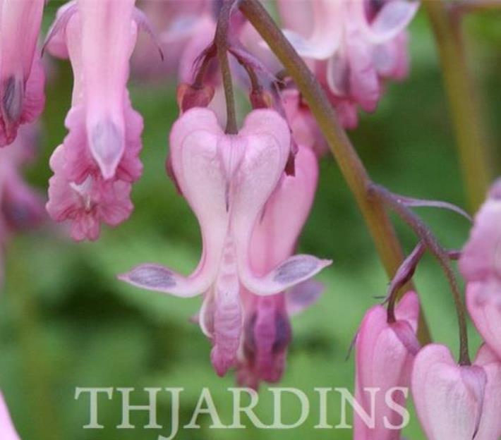 Dicentra eximia - Coração Sangrento, Samambaia Coração Sangrento - Imagem 4