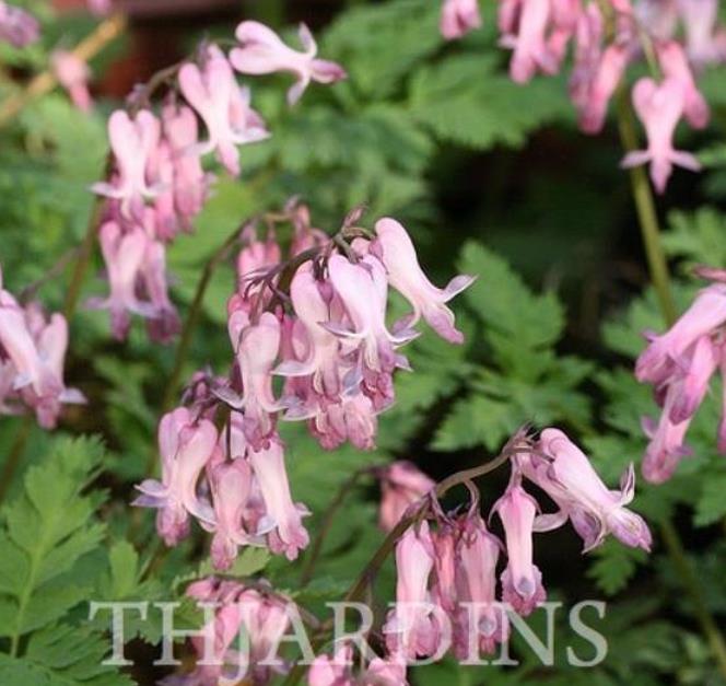 Dicentra eximia - Coração Sangrento, Samambaia Coração Sangrento - Imagem 5