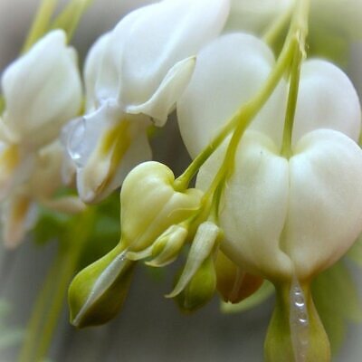 Dicentra spectabilis Alba (Lamprocapnos spectabilis Alba) - Coração Sangrento Branco