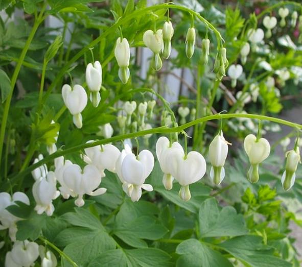 Dicentra spectabilis Alba (Lamprocapnos spectabilis Alba) - Coração Sangrento Branco - Imagem 2