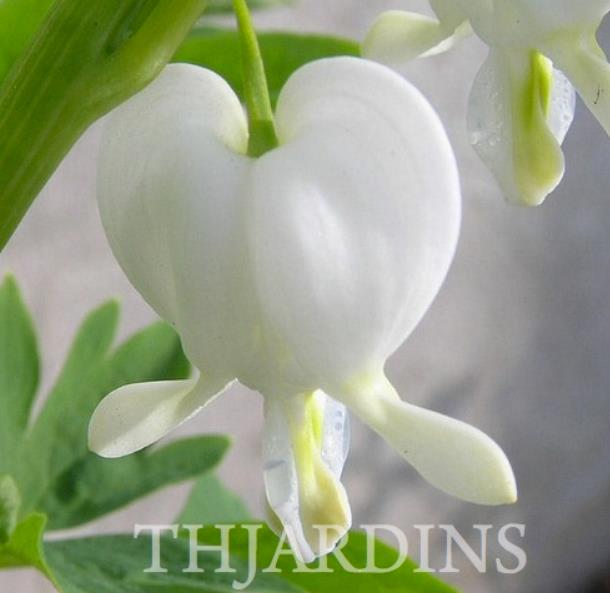 Dicentra spectabilis Alba (Lamprocapnos spectabilis Alba) - Coração Sangrento Branco - Imagem 3