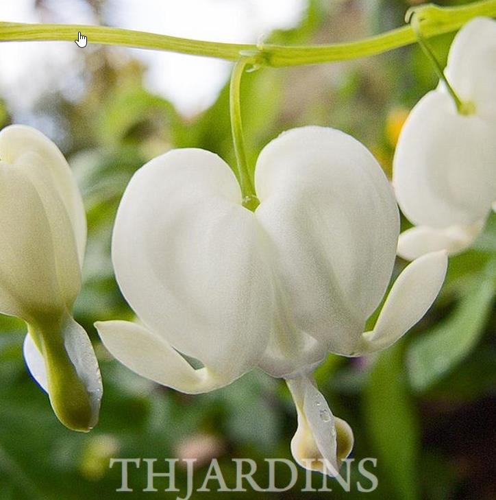 Dicentra spectabilis Alba (Lamprocapnos spectabilis Alba) - Coração Sangrento Branco - Imagem 4