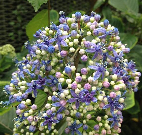 Dichroa febrifuga - Hortência Tibetana, Hortênsia Perene Azul, Quinino Chinês - Imagem 2
