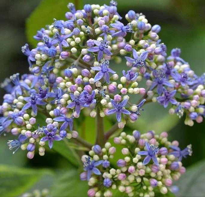 Dichroa febrifuga - Hortência Tibetana, Hortênsia Perene Azul, Quinino Chinês - Imagem 3