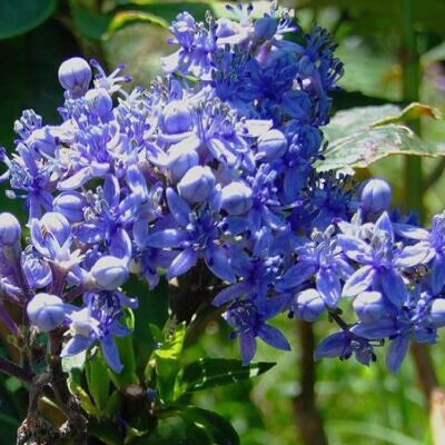 Dichroa febrifuga - Hortência Tibetana, Hortênsia Perene Azul, Quinino Chinês
