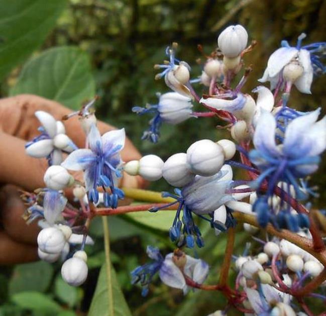 Dichroa febrifuga - Hortência Tibetana, Hortênsia Perene Azul, Quinino Chinês - Imagem 4