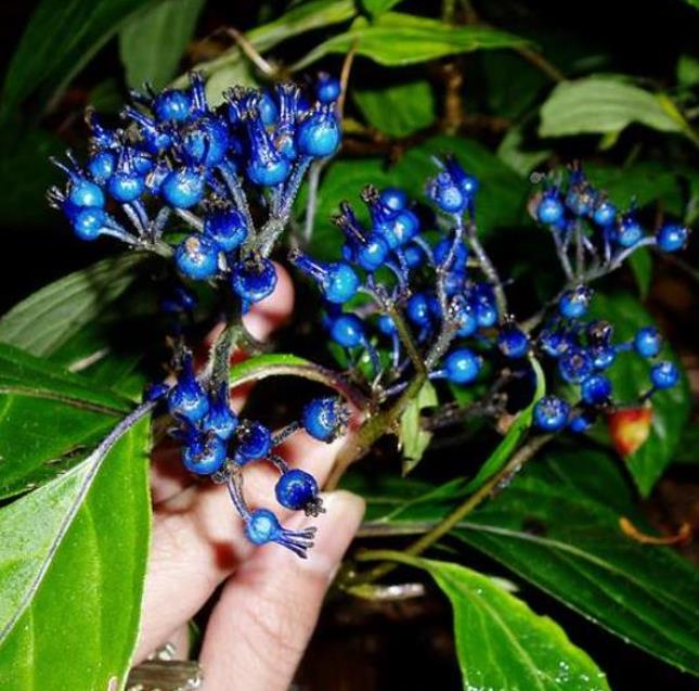 Dichroa febrifuga - Hortência Tibetana, Hortênsia Perene Azul, Quinino Chinês - Imagem 5
