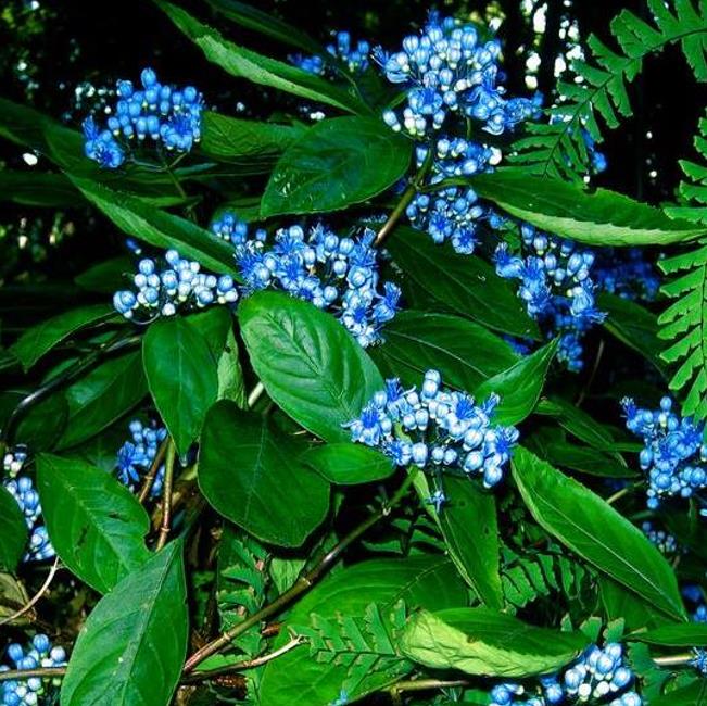 Dichroa febrifuga - Hortência Tibetana, Hortênsia Perene Azul, Quinino Chinês - Imagem 6