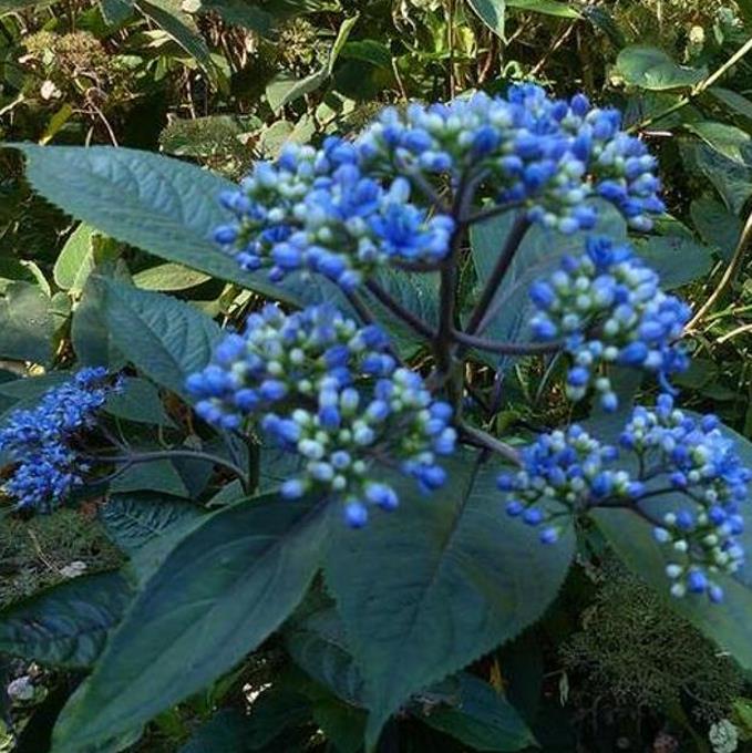 Dichroa febrifuga - Hortência Tibetana, Hortênsia Perene Azul, Quinino Chinês - Imagem 7