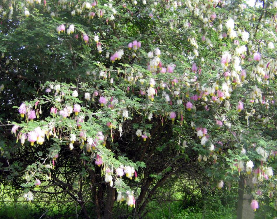 Dichrostachys cinerea - Árvore Lanterna de Natal, Árvore Lanterna Chinesa, Brinco de Princesa Aromático, - Imagem 2